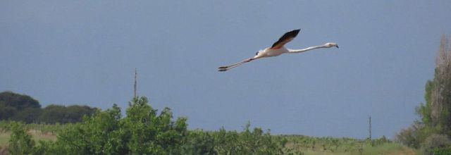les flamants roses (34)
