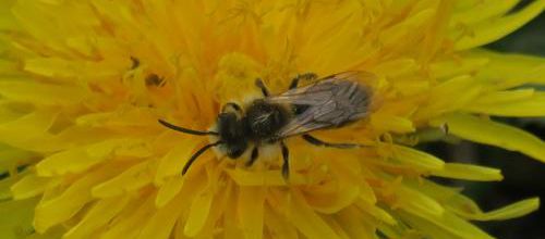 Les abeilles sauvages