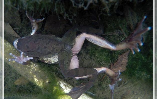 Grenouilles rousses : étreinte matinale à la missionnaire, à 11 h du matin, ça continue... - Lartigau - Milhas - 31