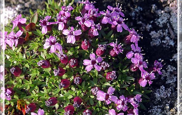Silène acaule, Moss campion, Aupilattunguagujuq (Silene acaulis) - Craig Harbour - Ellesmere Island - Nunavut - Canada