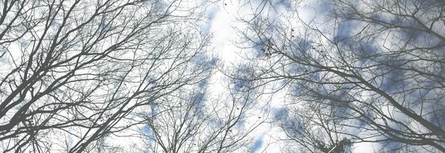 Jour 21 - Le chant des Arbres