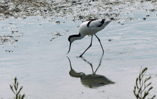 Animation Gif : Avocette élégante (Recurvirostra avosetta) poursuivie par son reflet dans l'eau - La Couarde-sur-Mer - Île de Ré - 17