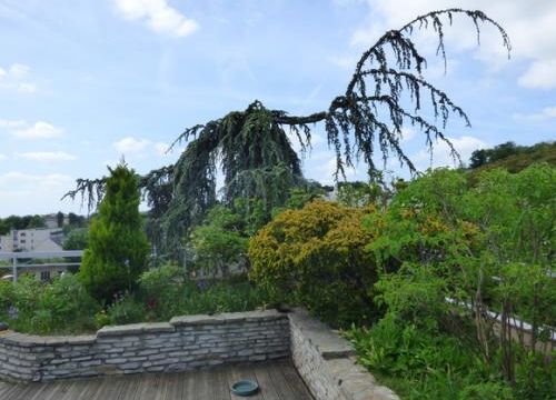 Les arbres et les buissons de ma terrasse (1)
