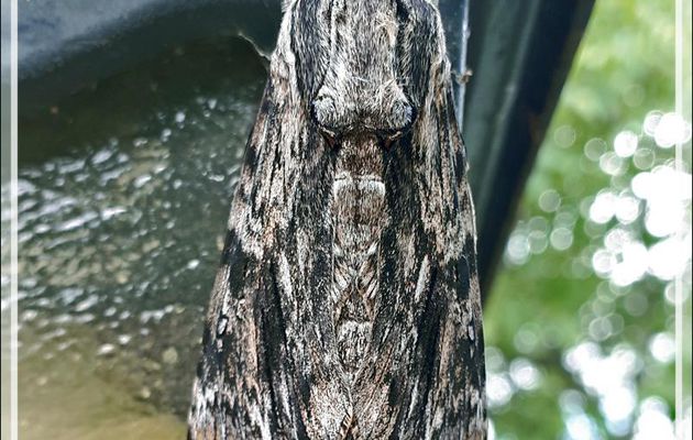 Gros papillon de nuit, le Sphinx du liseron (Agrius convolvuli) mâle - Lartigau - Milhas - 31
