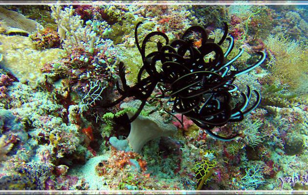 Comatule de Schlegel, Variable bushy feather star, Schlegel's feather star (Comaster schlegelii) - Rehi Thila - Atoll d'Ari - Maldives