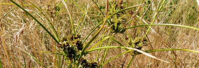 Cyperus eragrostis - souchet vigoureux