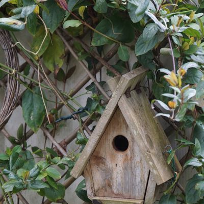 Maisonnette pour piaf