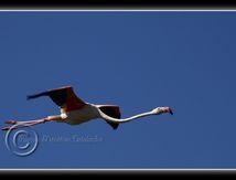Flamant rose - Phoenicopterus roseus