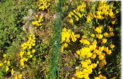 Une poilue parmi les crocus jaune