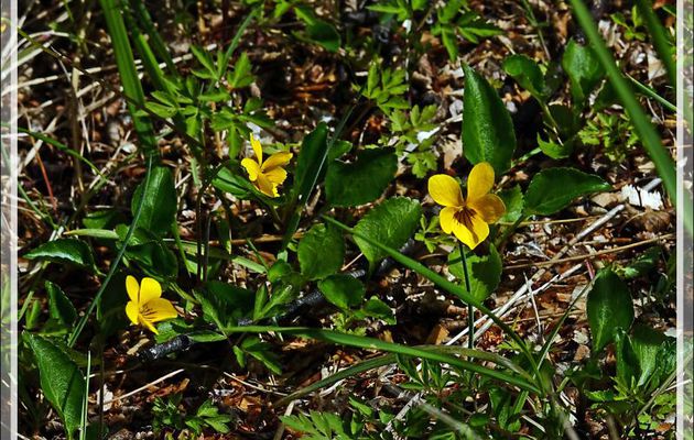Violeta amarilla, Violette jaune (Viola maculata) - Lago Grey - Parque Torres del Paine - Patagonie - Chili