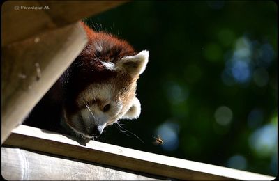 La photo du weekend : L'Abeille et le Panda Roux