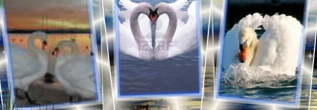CADRE CYGNES