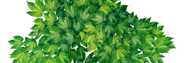 Ѽ Vegetation 