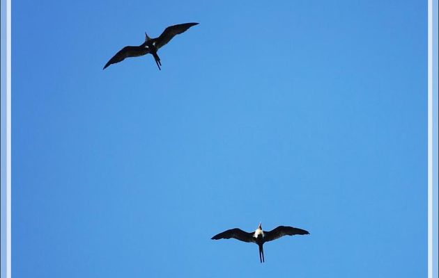 Couple de frégates (Pacifique ou Ariel ?) - Presqu'île de Nosy Tsarabanjina - Archipel des Mitsio - Madagascar
