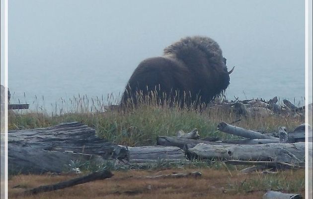 Bœuf musqué, Musk ox (Ovibos moschatus) - Pauline Cove - Herschel Island (Qikiqtaruk) - Yukon - Canada