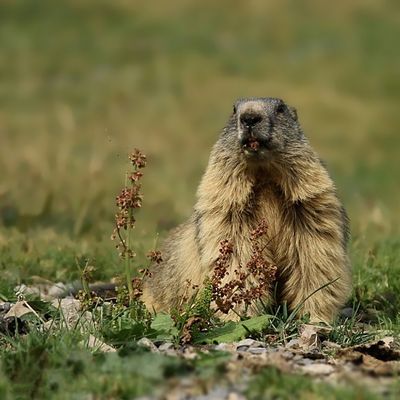 Les Marmottes