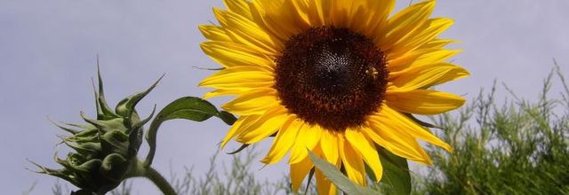 Les tournesols...