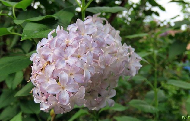 Nos fleurs du jardin -7