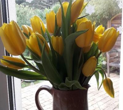 Une fleur devant la fenetre
