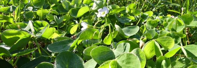 Oxalis debilis*  -  oxalis chétif