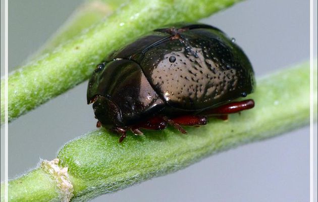 Chrysomèle de Banks (Chrysolina bankii) - La Couarde-sur-Mer - Île de Ré - 17