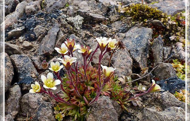 Saxifrage cespiteuse, Tufted saxifrage (Saxifraga cespitosa) - Beechey Island (Péninsule de Devon Island) - Nunavut - Canada