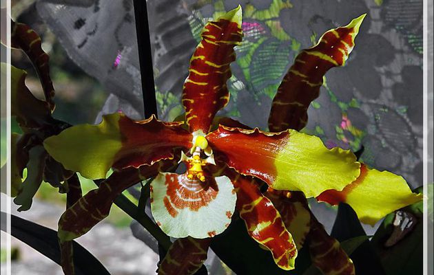Orchidée Rossioglossum grande et son éperon - Lartigau - Milhas - 31
