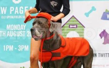 mode fashion dog london