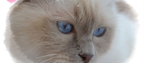 portraits de filles