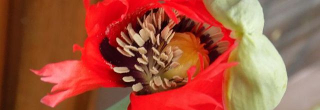 Rouge