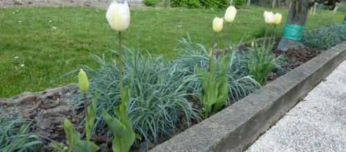 Tulipes 
