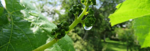 vigne et perles de pluie 