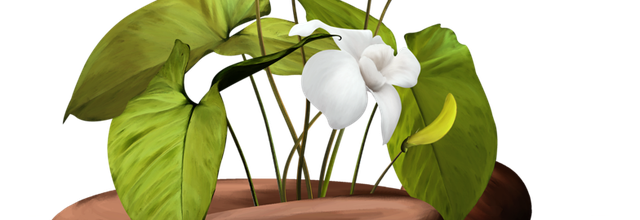 ѼVegetation