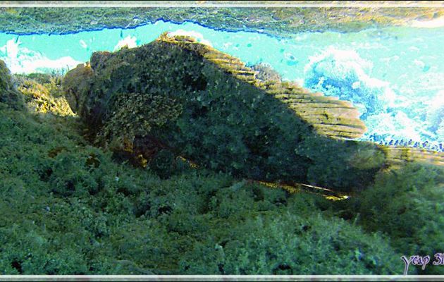 Rascasse mais laquelle ? - Athuruga Reef - Atoll d'Ari - Maldives