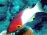 Labre à tache axillaire ou Tamarin juvénile, Coral hogfish or Axispot hogfish (Bodianus axillaris) - Passe Tumakohua - Fakarava sud - Tuamotu - Polynésie française