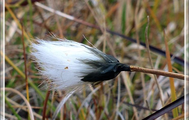 Linaigrette à belle crinière, Arctic cotton-grass (Eriophorum callitrix) - Jesse Harbour - Banks Island - Territoires du Nord-ouest - Canada