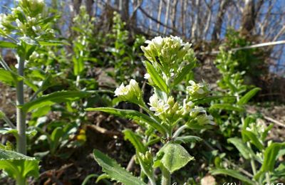 Pseudoturritis turrita = Arabis turrita    -  arabette tourette
