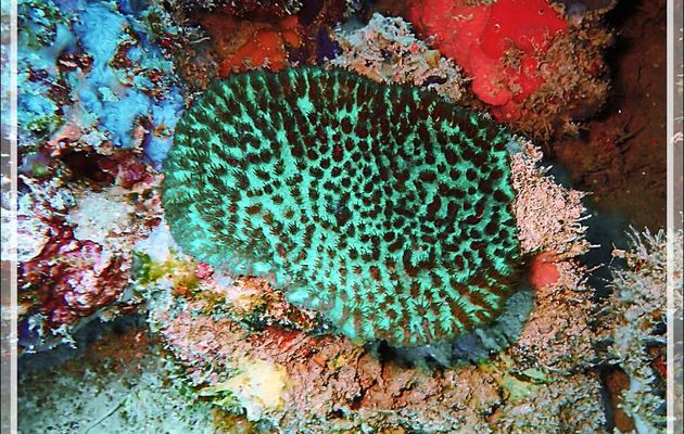 Un trou très coloré : corail vert fluo "fleuri" (Hydnophora exesa ?) - Spot Antsoha (Rocher 4ème Frère) - Tsarabanjina - Mitsio - Madagascar