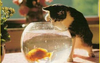 Les chats et les poissons