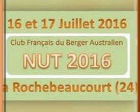 NUT des bergers australiens - cavage -
