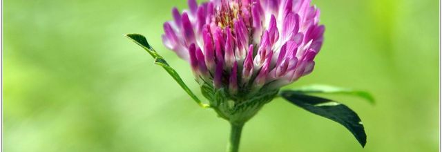 Trèfle des Prés (3) - Trifolium pratense