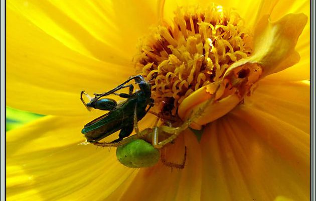 Araignée courge ou Épeire concombre (Araniella cucurbitina) - Lartigau - Milhas - 31