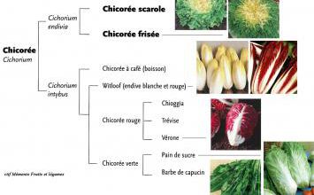 La Chicorée, un super aliment