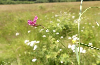 Lathyrus nissolia  -  gesse de Nissole*