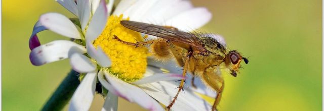 Mouche Scatophage du Fumier (1) - Scathophaga stercoraria