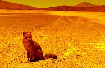 Foxxy on Mars
