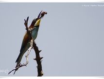 Guêpier d'Europe - Merops apiaster - European Bee-eater