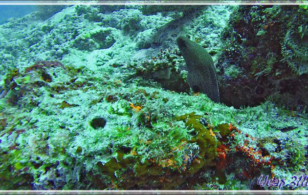Murène de Java ou géante (Gymnothorax javanicus) - Kuda Miaru Thila - Atoll d'Ari - Maldives
