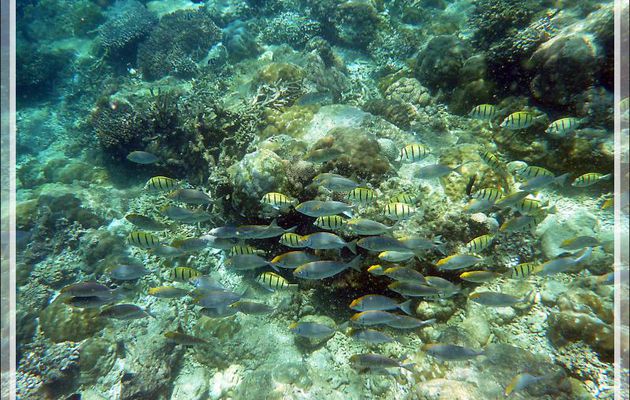 Snorkeling à Nosy Tsarabanjina : Chirurgiens-bagnards accompagnés peut-être de Poissons-lapins - Archipel Mitsio - Madagascar