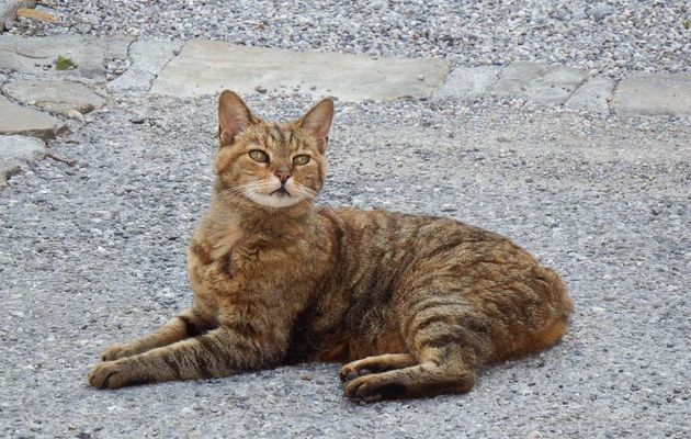 un beau minou qui ...